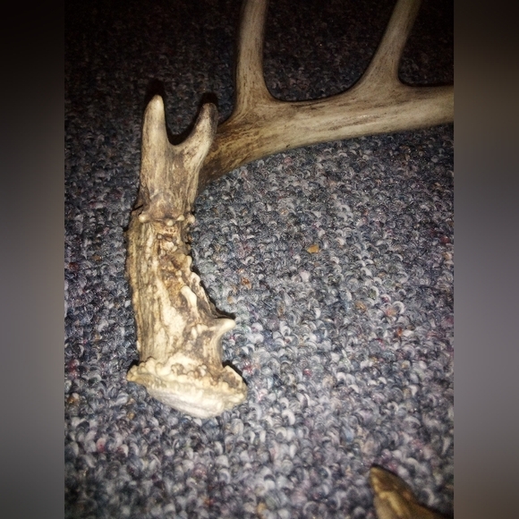 White Tail Deer Antlers Natural Shed - Picture 2 of 7